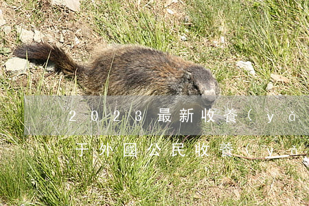2023最新收養(yǎng)公證書適用于外國公民收養(yǎng)、生父母送養(yǎng)的情況模板范文